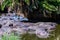 Hippos (hippopotamus amphibius) in pond at the Serengeti national park, Tanzania. Wildlife photo