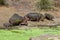 Hippos in the Kruger National park