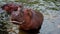 The hippos in the lake. Chiang Mai, Thailand