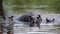 Hippos in a lake at Moremi Game Reserve