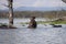 Hippos in Lake Naivasha in Kenya