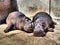 Hippos lie and sleep. Male and female hippos, married couple. The animal has bared its fangs and drool during sleep