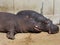 Hippos lie and sleep. Male and female hippos, married couple. The animal has bared its fangs and drool during sleep