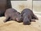 Hippos lie and sleep. Male and female hippos, married couple. The animal has bared its fangs and drool during sleep