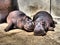 Hippos lie and sleep. Male and female hippos, married couple. The animal has bared its fangs and drool during sleep