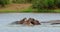 Hippos love to swim in the water.