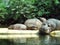 Hippos lying on the shore in zoo