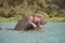 Hippos making love
