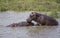 Hippos mating in the Nile river