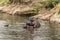 Hippos mating in river, Serengeti, Tanzania