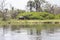 Hippos at Murchison falls national park in Uganda