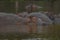 Hippos at Murchison falls national park in Uganda