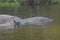 Hippos at Murchison falls national park in Uganda