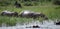 Hippos in a National Park in Africa