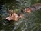 Hippos in Pattaya zoo