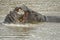 Hippos play-fighting in river, Kenya