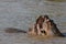 Hippos playing in the Mara River, Kenya, Africa