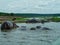 hippos in a pond in africa