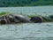 hippos in a pond on a surface