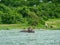 hippos in a pond on a surface