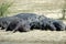 Hippos with redbilled oxpeckers