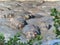 Hippos relax at a water hole in the serengeti