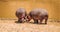 Hippos Resting Briefly besides a River