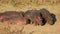 Hippos resting on land - Kruger National Park