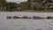 Hippos Resting In Water Of Lake In Africa Near Buildings Of People