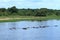 Hippos in the river with Warthogs grazing in background