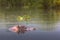 Hippos - Serengeti Wildlife Conservation Area, Safari, Tanzania, East Africa