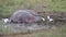 Hippos sleeping in the mud next to a waterpool