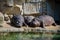 Hippos sleeping in the zoo