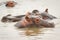Hippos submerged in water