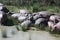 Hippos in swamp, Cape Town, South Africa