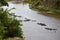 Hippos swim in the river, Masai Mara NAtional Park, Kenya, Africa