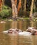 Hippos swimming