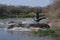 Hippos take to the water accompanied by a heron