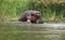 Hippos in Uganda