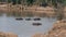 Hippos Walking In Water Of River Mara In Africa Reservations