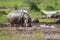 Hippos on water