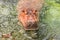 Hippos in the Water Eating with Mouth Open