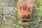 Hippos in the Water Eating with Mouth Open