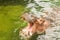 Hippos in the Water Eating with Mouth Open