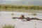 Hippos in waters, Lake Manyara, Tanzania