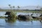 Hippos and white-necked Cormorants