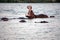 Hippos in the Zambezi River at sunset