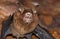 Hipposideros armiger great roundleaf bat