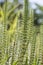 Hippuris vulgaris (Common Mares tail, Horsetail)