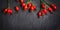 Hips berries on dark slate background, banner